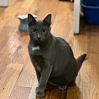 adopt a pet