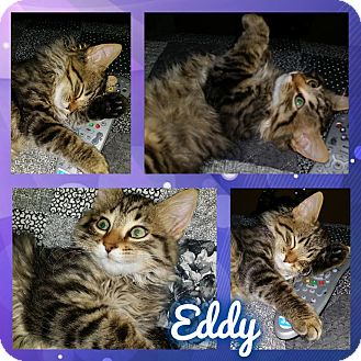 Arlington Ft Worth Tx Maine Coon Meet Eddy A Pet For Adoption