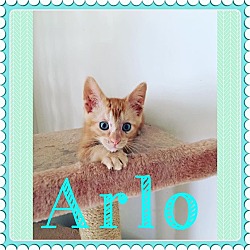 Photo of Arlo