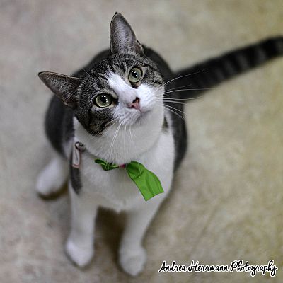 East Hartford Ct American Shorthair Meet Jamie A Pet For Adoption