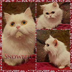 Thumbnail photo of Snowbell #4