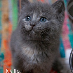 Photo of Millie/Adoption Pending