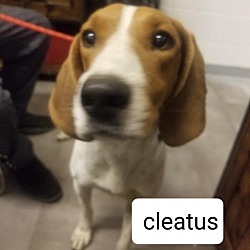 Photo of Cleatus