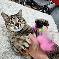 adopt a pet