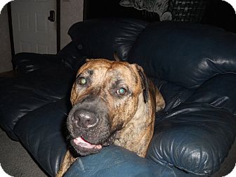 Dayton Oh Presa Canario Meet Pixie Cp A Pet For Adoption