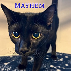 Photo of Mayhem