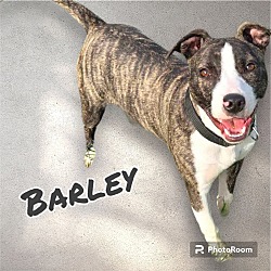 Photo of BARLEY