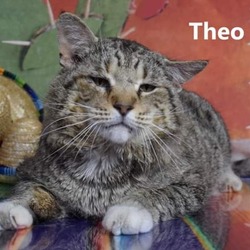 Photo of Theo