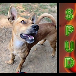 Thumbnail photo of Spud #1