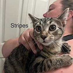 Thumbnail photo of Stripes #2