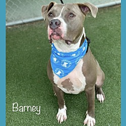 Thumbnail photo of BARNEY #4