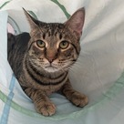 Adopt A Pet :: Meenie - South Haven, MI