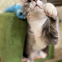 adopt a pet