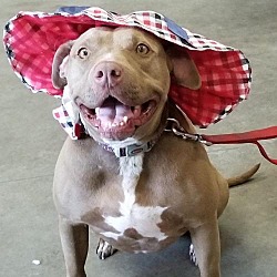 Puppies In Fresno