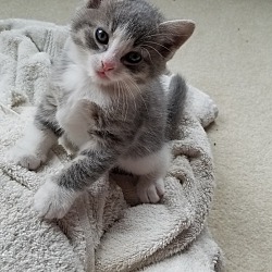 Photo of Kitten - No name Yet!