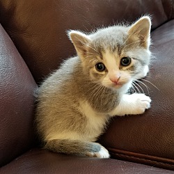 Thumbnail photo of Kitten - No name Yet! #3