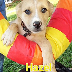 Photo of Hazel sb