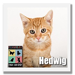 Thumbnail photo of Hedwig #1