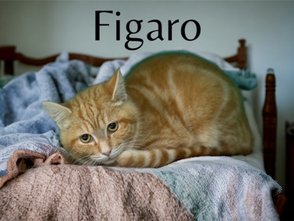 Photo of Figaro