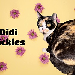 Thumbnail photo of didi pickles #2