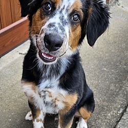 Thumbnail photo of PUPPY GORDY Pure Aussie #1