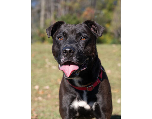 Atlanta, Ga - American Pit Bull Terrier. Meet Tracker A Pet For 