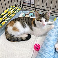 adopt a pet