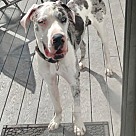 Great Dane Puppies - Great Dane Rescue and Adoption Near You