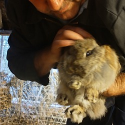 Thumbnail photo of Flopsy Mopsy Peter Cottontail #4