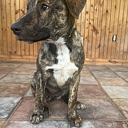 Photo of brownie