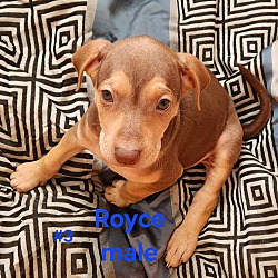 Thumbnail photo of Royce #2