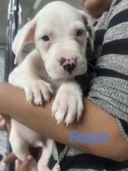 Photo of Ralph
