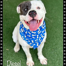 Thumbnail photo of DIESEL #4