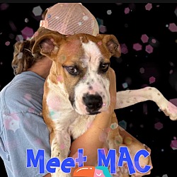 Photo of Mac