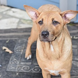 Thumbnail photo of Sissy (Lone Star Litter) #1