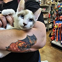 adopt a pet