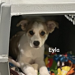 Thumbnail photo of Lyla #2