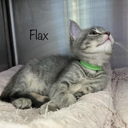 Thumbnail photo of Flax #3