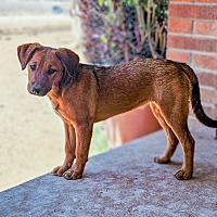 adopt a pet