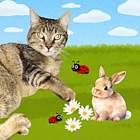 adopt a pet