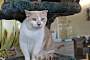 CLOUD - Domestic Shorthair available for adoption