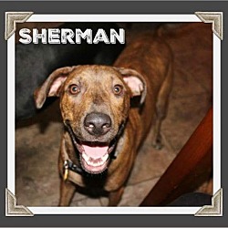 Thumbnail photo of Sherman #4