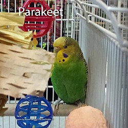 Photo of Parakeet