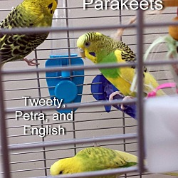 Photo of Tweety, Petra, and English