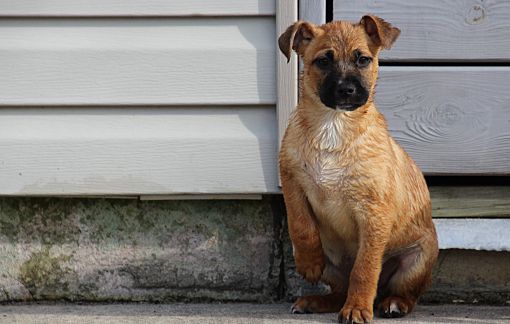 black mouth cur baby