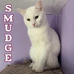 Thumbnail photo of Smudge #4