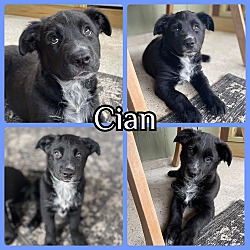 Photo of Cian