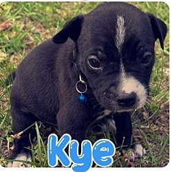 Thumbnail photo of Kye #2