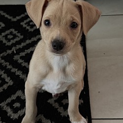 Photo of Puppy foster urgent