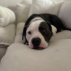 Photo of Nilly the curly coat pittie